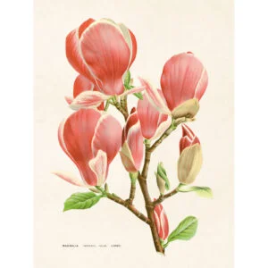 Nostalginen juliste 18 x 24 cm Magnolia