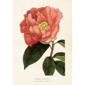Nostalginen juliste Kamelia 35x50 cm