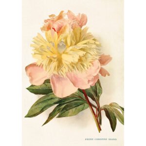 Nostalginen juliste Pioni 35x50 cm