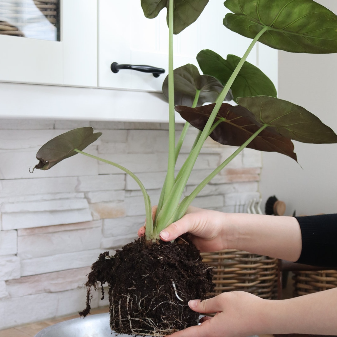 alokasia-multien-poisto