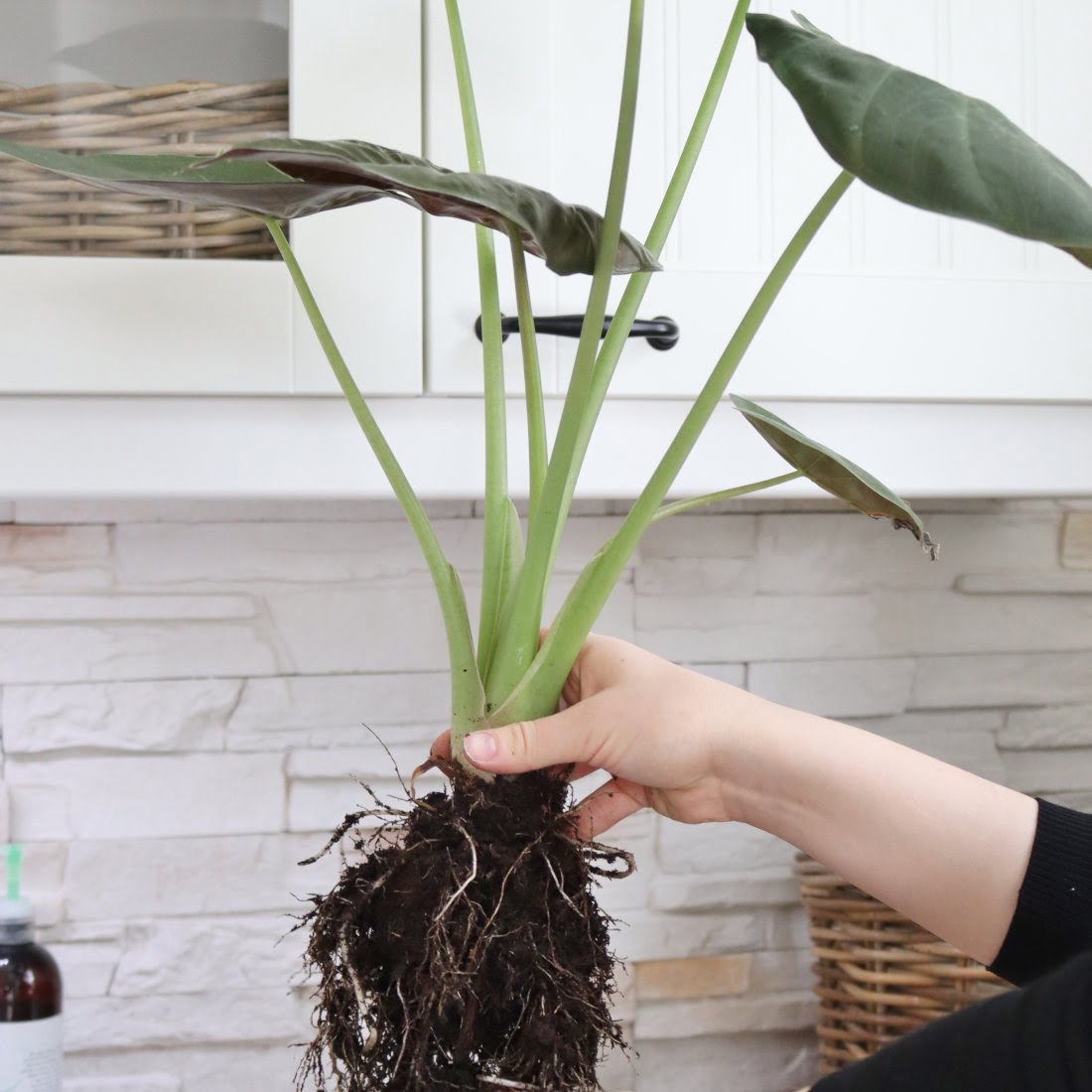 alokasia-multien-puhdistus