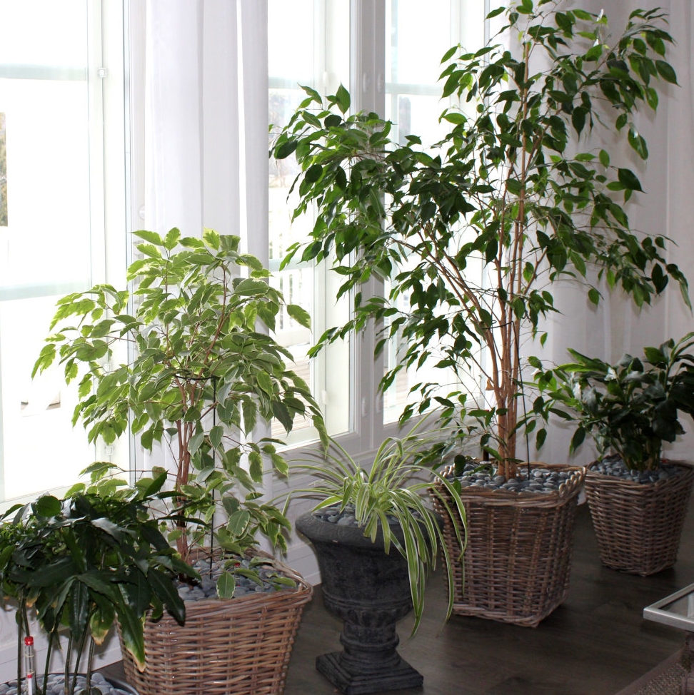 huonekasveja-vesiviljelyssä