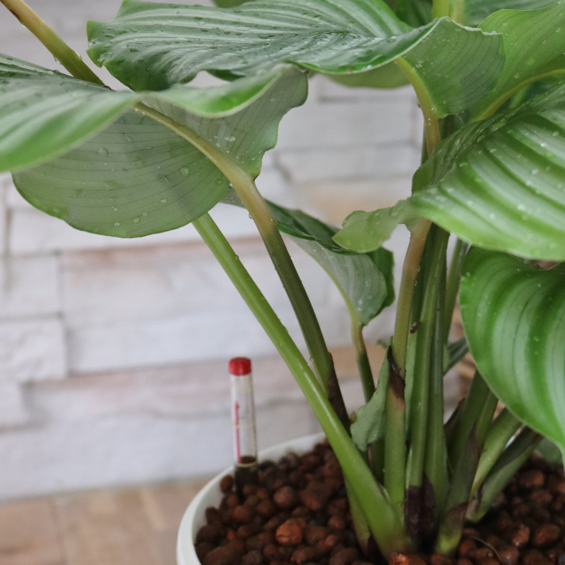 isomaija-hydroviljelyssä-mittari