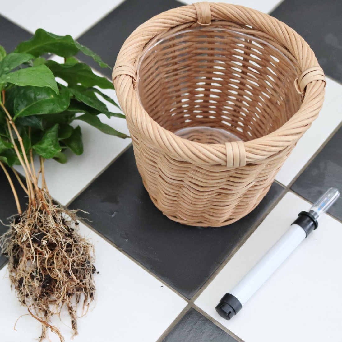 kahvipensas-semi-puoliviljely