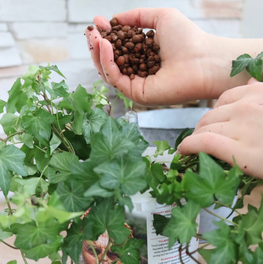 muratin-istutus-puolihydro-viljelyyn