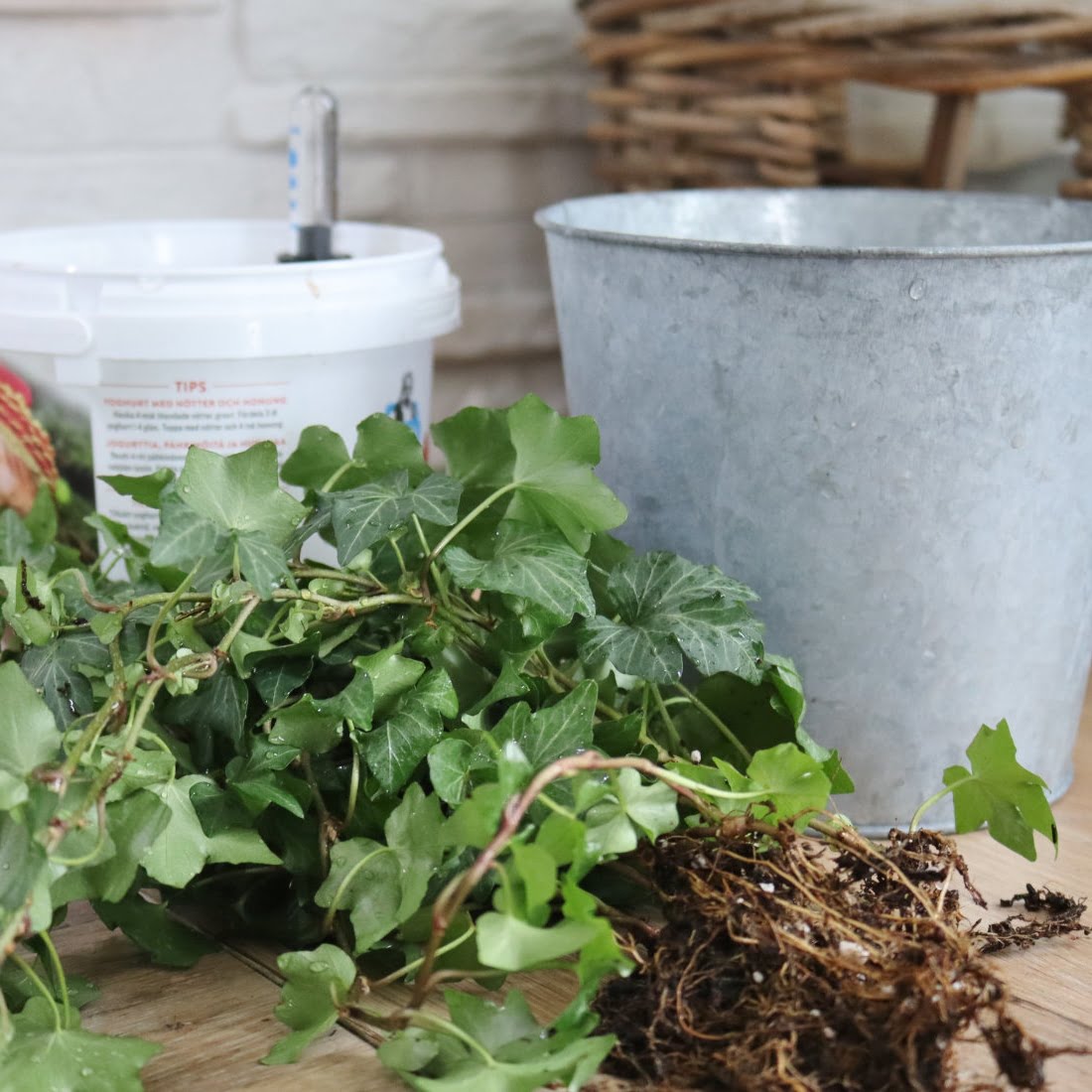 muratin-istutus-vesiviljelyyn