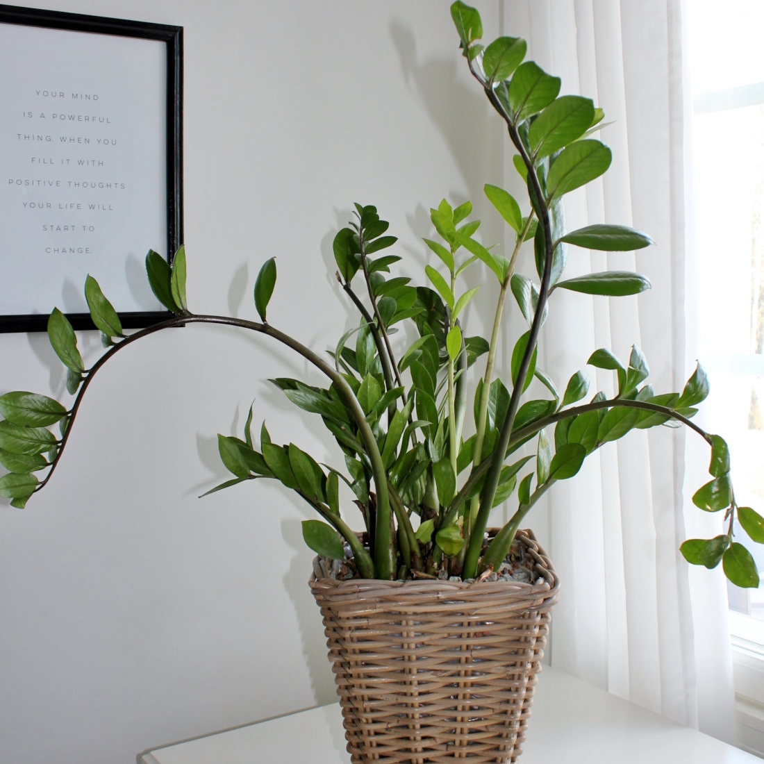 palmuvehka-puoli-hydro-vesiviljely