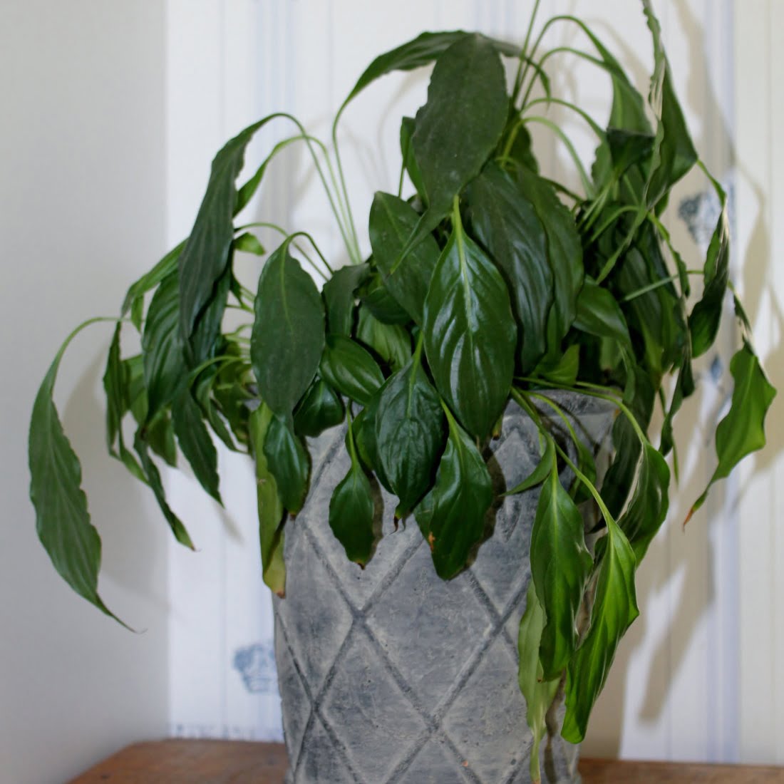 viirivehka-tarvitsee-vettä