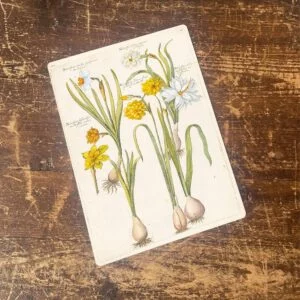 Peltikyltti vintage, Narsissit 15x20 cm