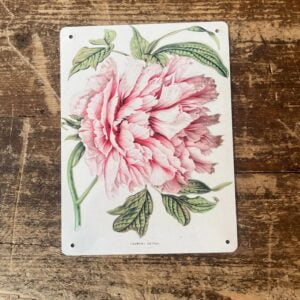 Peltikyltti vintage, Vaaleanpunainen pioni 15x20 cm